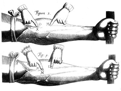 Kan dolaşımı, 1628 by Unbekannt