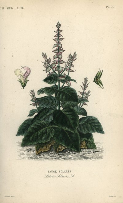 Adaçayı adaçayı, Salvia sclarea, Sauge sclaree by Unbekannt