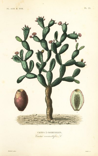 Cochineal kaktüs, Nopalea cochenillifera, Opuntia cochenillifera, Cactus cochenillifer, Cactus coccinellifer, Cactus a cochenilles by Unbekannt