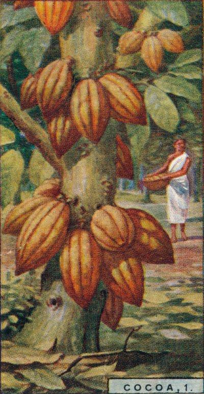 Kakao, 1. - Kakao Ağacı, Trinidad, 1928 by Unbekannt