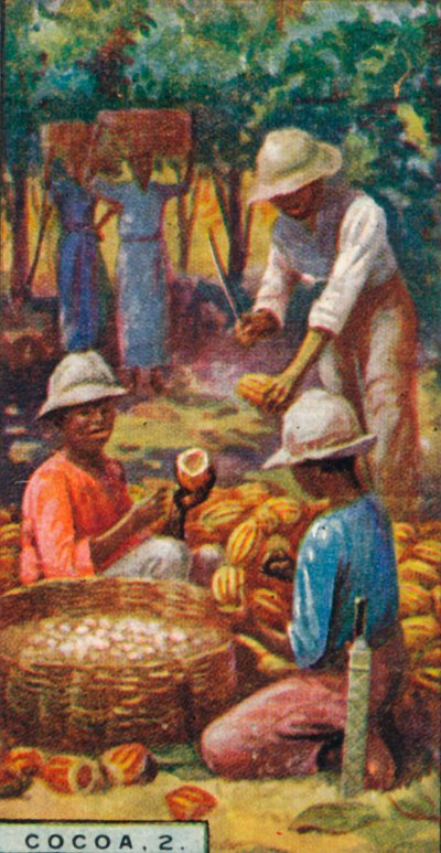 Kakao, 2. - Kapsüllerin Açılması, Trinidad, 1928 by Unbekannt