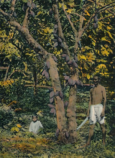 Kakao tam kıvamında, Trinidad ve Tobago, c1914. by Unbekannt