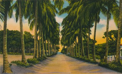 Coconut Avenue, Barranquilla, 1940