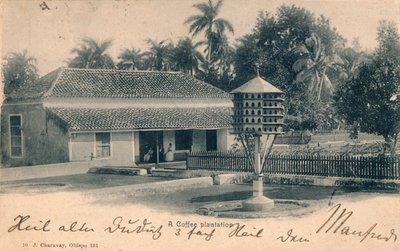 Kahve ekimi, c1900 by Unbekannt