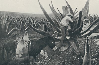 Bir Maguey
