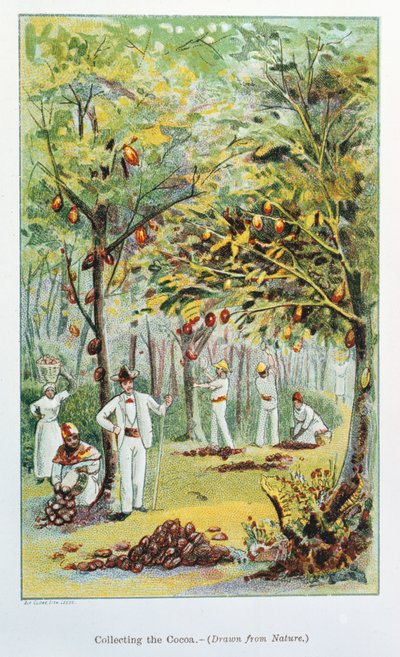 Kakao toplamak, Venezuela, 1892 by Unbekannt