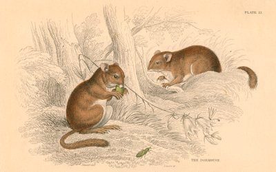 Ortak fındık faresi Muscardinus arvellanarius, kış uykusuna yatan kemirgen, 1828 by Unbekannt