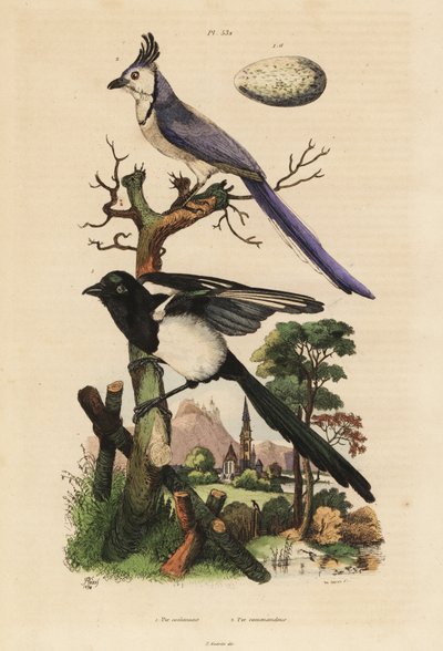 Adi saksağan, Pica pika ve beyaz boğazlı saksağan, Calocitta formosa, yumurtalı by Unbekannt