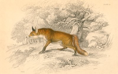 Adi veya kızıl tilki Vulpes vulpes, 1828 by Unbekannt