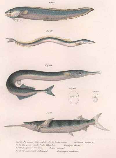 Ortak yılan balığı. Ortak kum yılan balığı. Ortak Hornhecht. Brezilya yarım gagası, c.1850