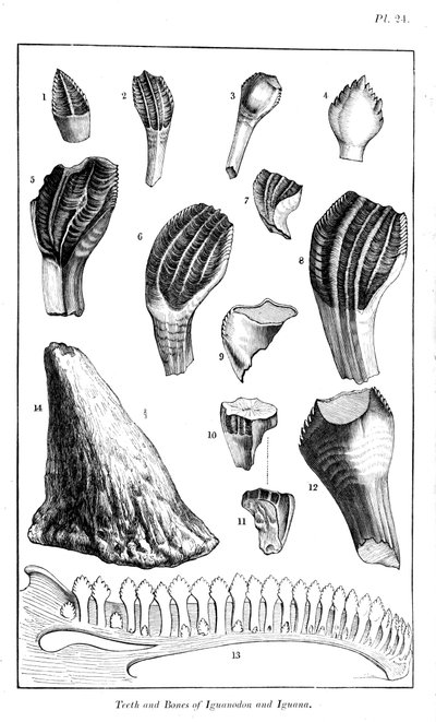 Bir iguanodon dişlerinin modern bir iguananınkilerle karşılaştırılması, 1836 by Unbekannt