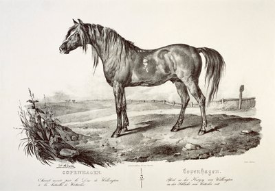 Kopenhag, Wellington Dükü