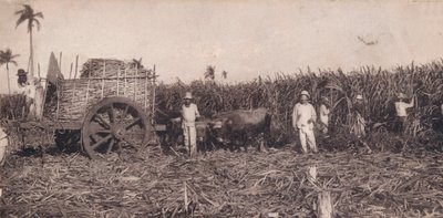 Corte de Canna. - Şeker Kamışı Toplama. Küba, c1900 by Unbekannt