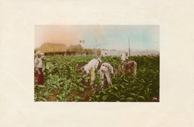 Tütün hasadı. - Tütün Plantasyonu, c1910 by Unbekannt