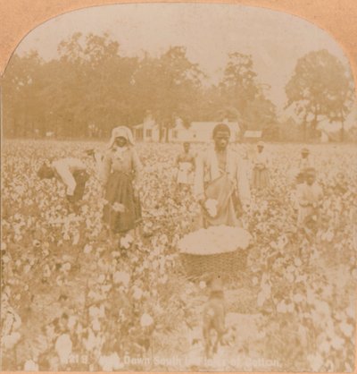 Pamuk Toplama., c1900 by Unbekannt