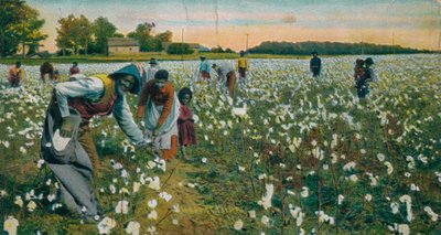 Pamuk Toplama, Augusta, Georgia, c1900 by Unbekannt
