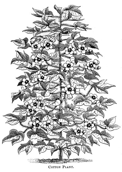 Pamuk bitkisi, c1880 by Unbekannt