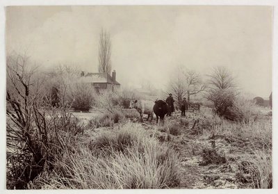 "Soğuk bir alanda inekler", 1890 vers by Unbekannt