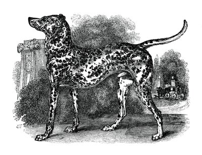 Dalmaçyalı köpek, 1848 by Unbekannt