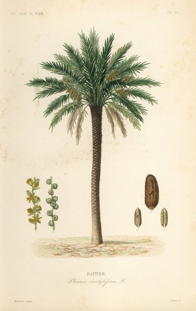 Hurma ağacı, Phoenix dactylifera, Dattier by Unbekannt