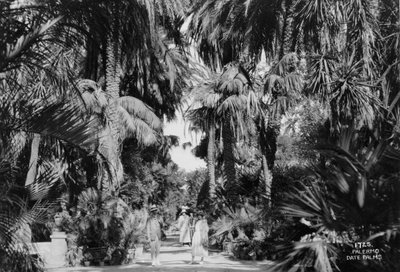 Hurma ağaçları, Palermo, Sicilya, İtalya, c1920s-c1930s by Unbekannt