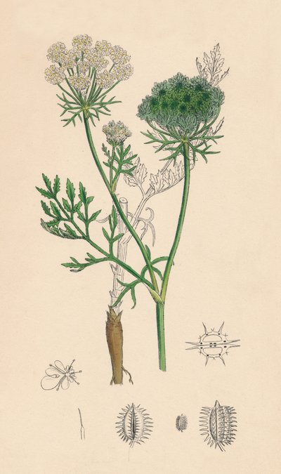 Daucus Carota. Yabani Havuç, 19. Yüzyıl by Unbekannt