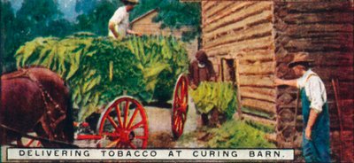 Curing Barn