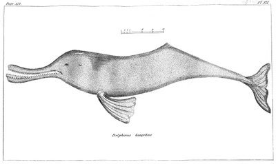 Delphinus Gangeticus Ganj Nehri Yunusu, 1799 by Unbekannt
