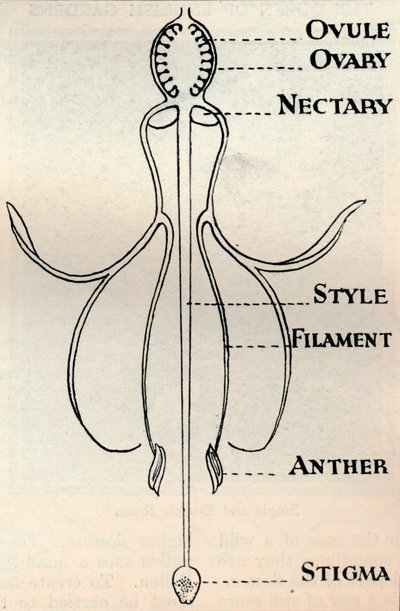 Tohum üretmek için kullanılan mekanizmayı gösteren bir Fuşya çiçeğinin şeması, c1934 by Unbekannt