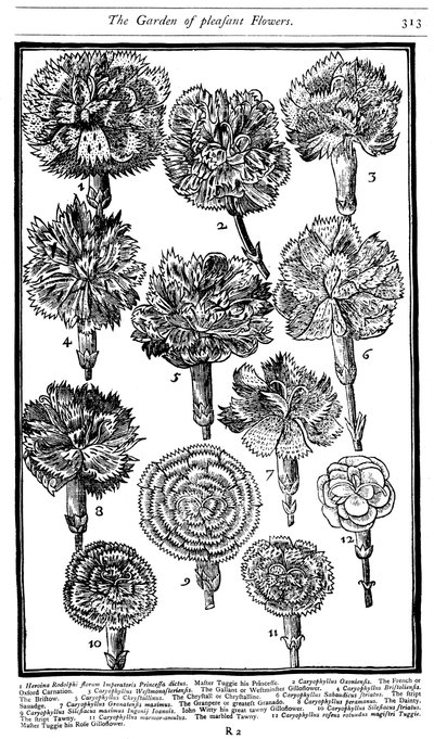 Dianthus Karanfiller ve Pembeler, 1629 by Unbekannt