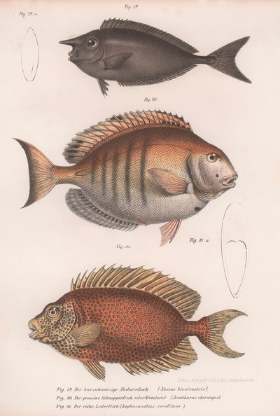 Doctorfish tang, Adi balığı, Kısa burunlu tek boynuzlu at balığı by Unbekannt