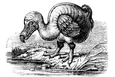 Dodo, 1884 by Unbekannt