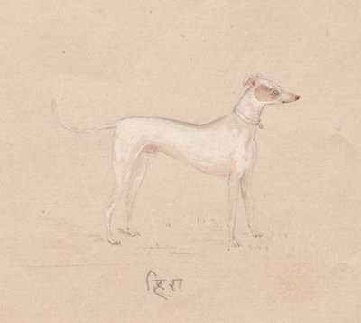 Köpek, 1800