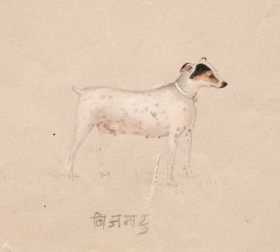 Köpek, 1800