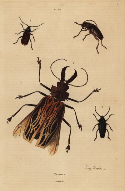Dorysthenes paradoxus 1, Macrodontia cervicornis, savunmasız 2, Elateropsis lineatus 3 ve Prionus versicolor 4 by Unbekannt