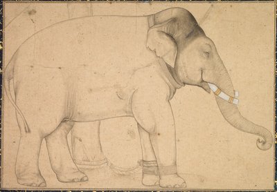 Fil Çizimi, c. 1700. by Unbekannt