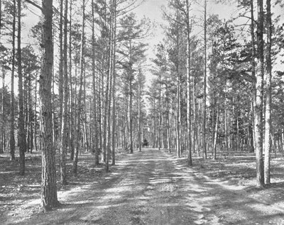 Piney Woods Park