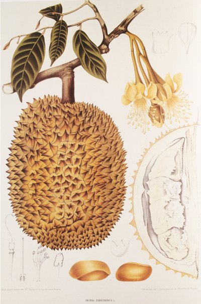 Durio zibethinus / Durian / durion by Unbekannt