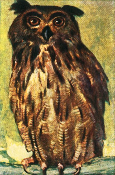 Kartal baykuşu, c1928. by Unbekannt