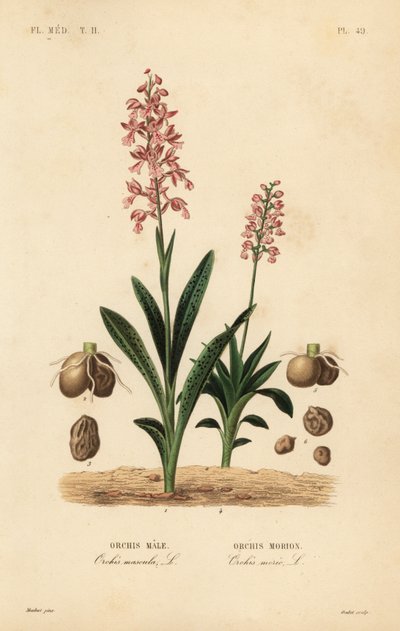 Erken mor orkide, Orchis mascula, Orchis erkek ve yeşil kanatlı orkide, Anacamptis morio, Orchis morion by Unbekannt