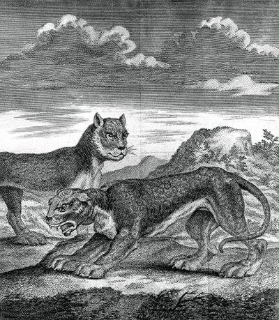 Doğu Hint leoparı, 1750 by Unbekannt