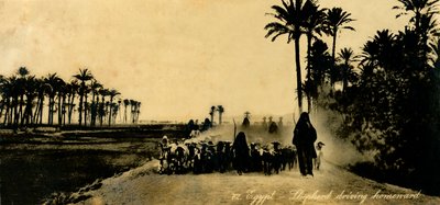 Mısır - Çoban eve doğru sürüyor, c1918-c1939. by Unbekannt