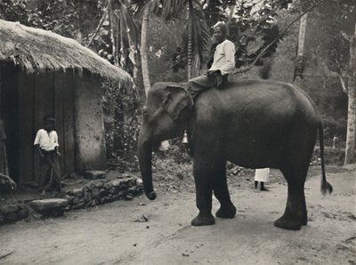 Kandy yakınlarındaki bir yolda fil, 1926 by Unbekannt