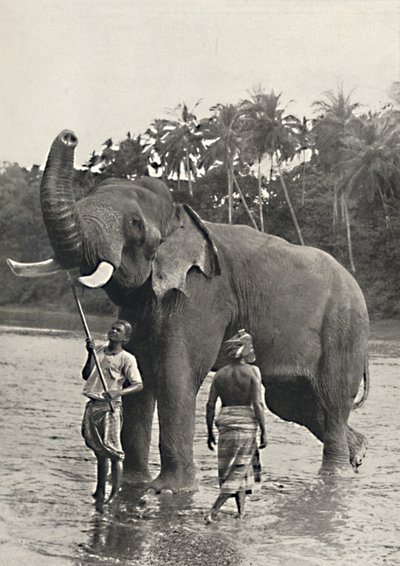 Mahavaliganga'da fil, 1926 by Unbekannt