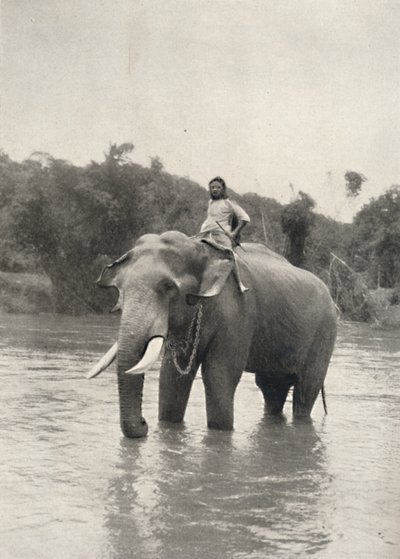 Kornak ile Fil In der Mahavaliganga, 1926 by Unbekannt