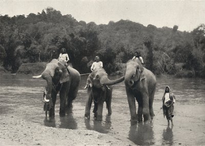 Mahaaliganga