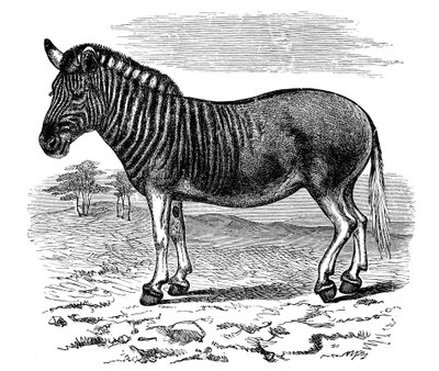 Bir Quagga