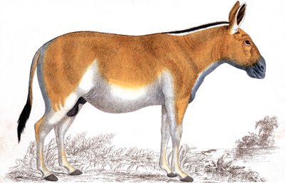 Bir Quagga gravürü, c1860 by Unbekannt