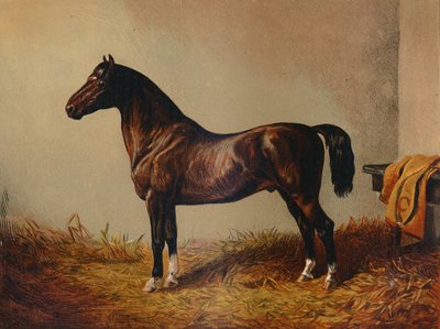 Tüm Midilli Hack Don Carlos, c1897. by Unbekannt