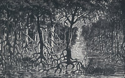 Ekvator Afrika Ormanı, 1924 by Unbekannt